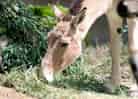 動物図鑑・モウコノロバ 1